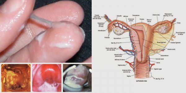 bentuk gambar vagina wanita