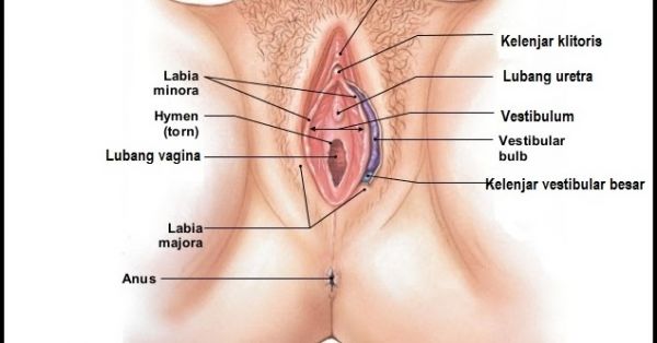 gambar vagina