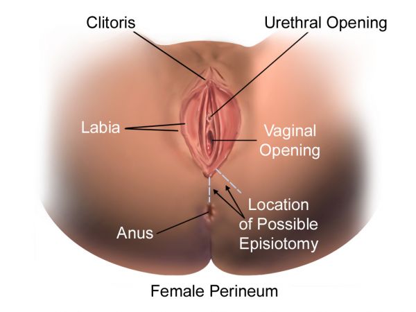 female anus gallery