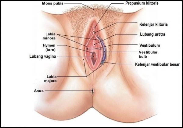 fase menstruasi