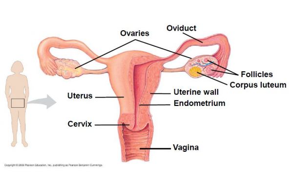 kelentit wanita