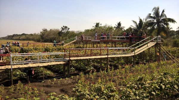 poto ngentot di gubuk kebun