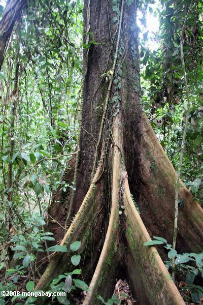 rumah hutan