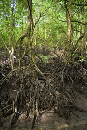 pemandangan hutan