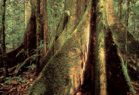 foto pohon pinus terkeren