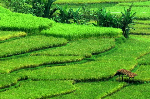 tari telanjang