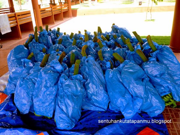 foto ngentot di pokok pisang