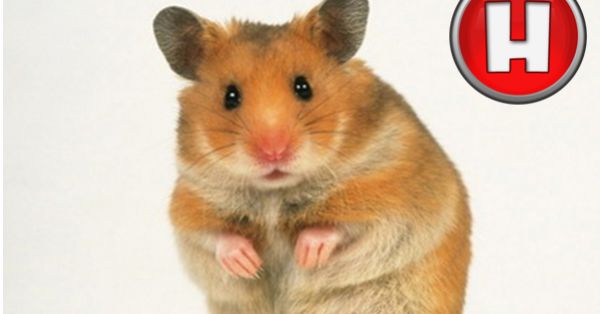 big hamster