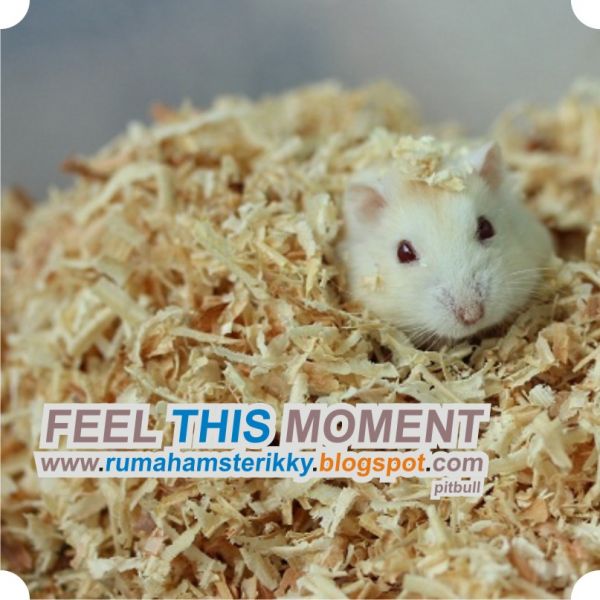 hamster dust bath